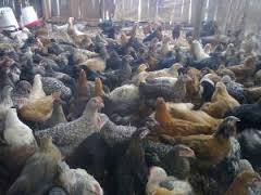 Kienyeji Chicken and Eggs - Nemco Farm