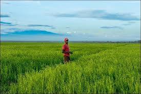 Mwea Pure Pishori Rice Suppliers