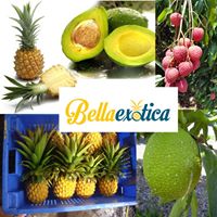 Bella Exotica ltd
