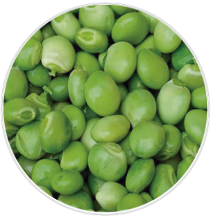 Andes Alimentos & Bebidas