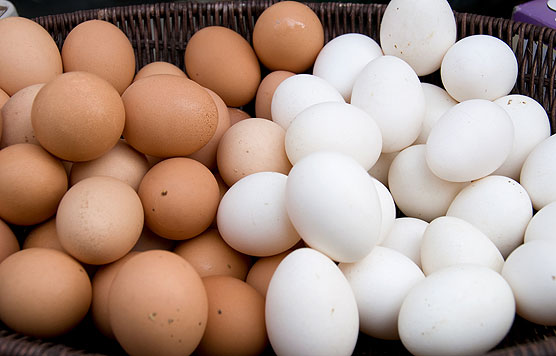 Nutrico