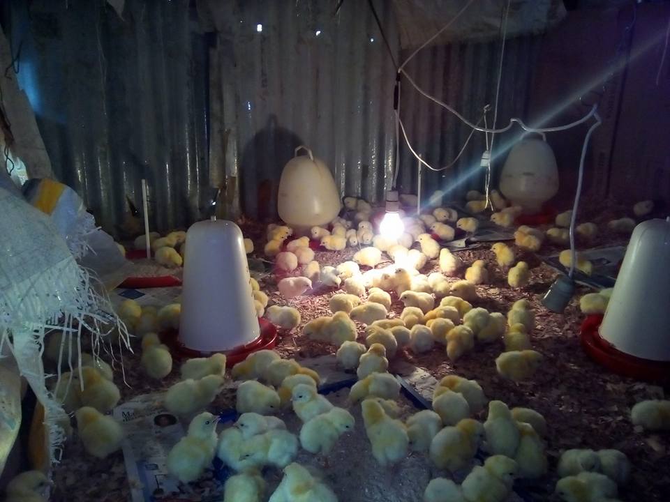 Happy chicken ltd