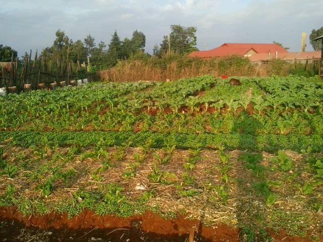 Bonafied Organic Ventures