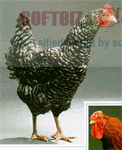 Tgi Group - Export Product #1149
