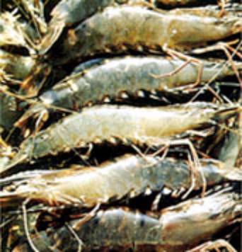 Sea Food International Ltd. - Export Product #1966