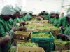 Sunripe Ltd - Export Product #1948