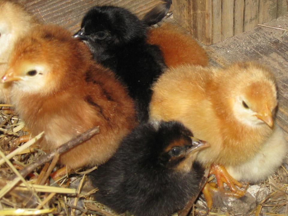 Lisha Poultry Farm