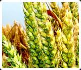 Food and Allied Group