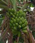 King Kombo Distillery - Export Product #1974