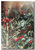 BASHANFER TRADING PLC