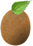 Baron Export