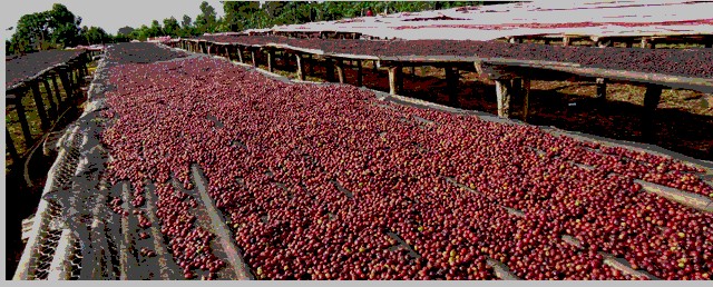 Guji Coffee