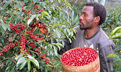 Sidama Coffee