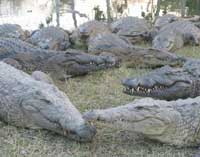 N&B Crocodile Farm