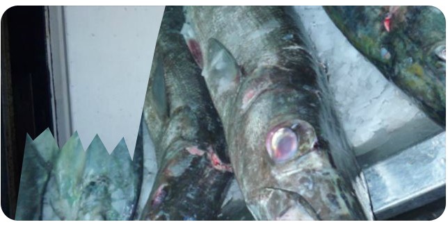 Red Sea Fishing