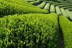 CJA Tea Company