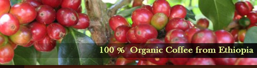 Amaro gayo