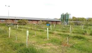 Babichi Agro Forestry PLC