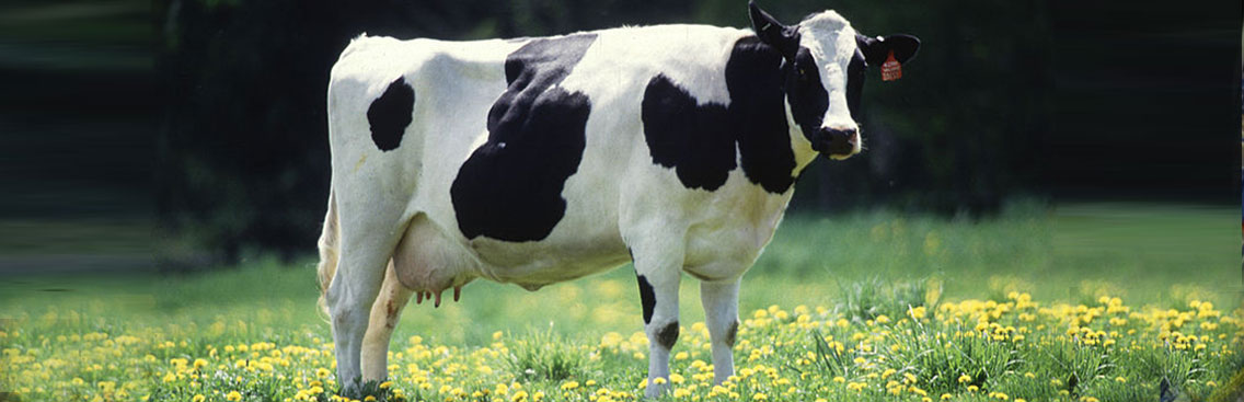DAIRY KINGDOM DMCC 