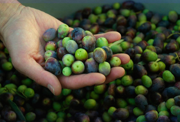 Aceites Abril - Export Product #36015