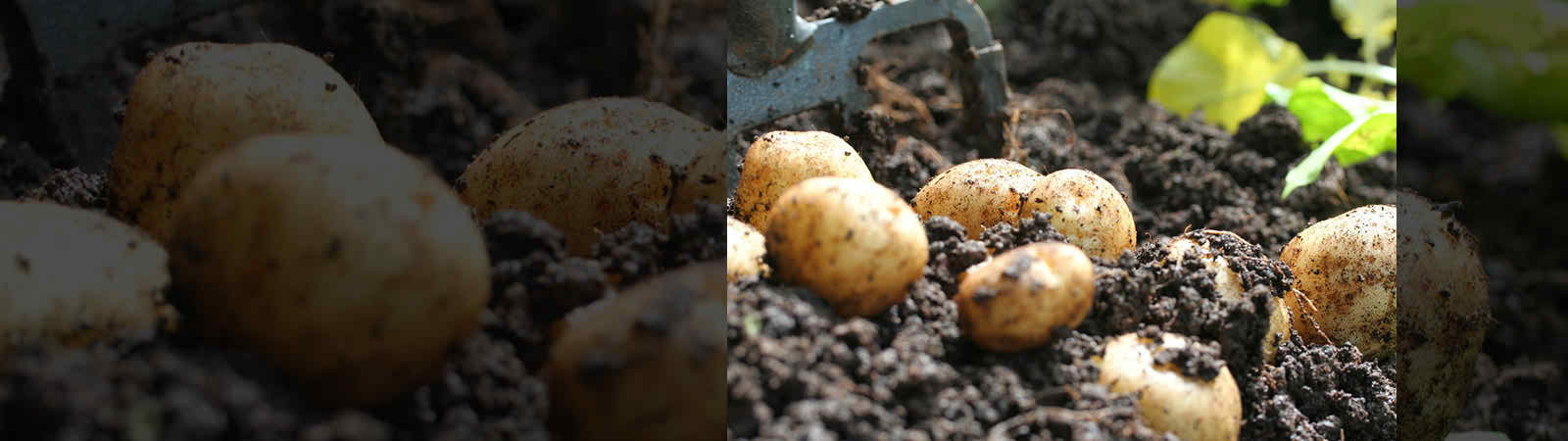 AL DAHRA AGRICULTURAL CO. LLC