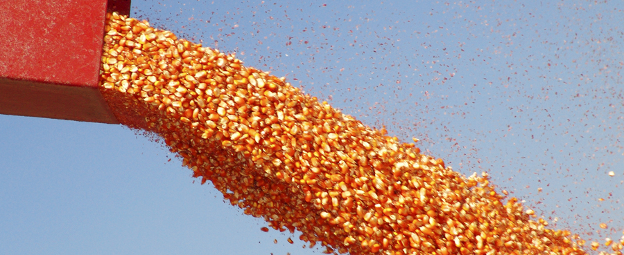 ADECO AGRO - Export Product #36125