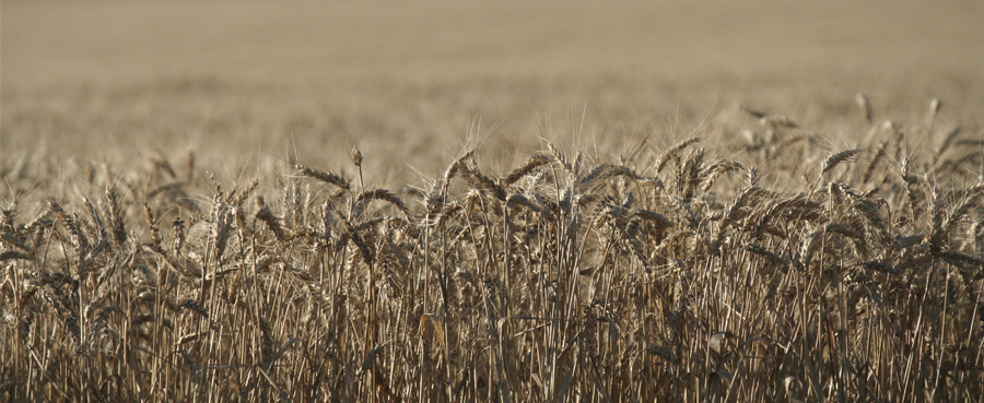 ADECO AGRO
