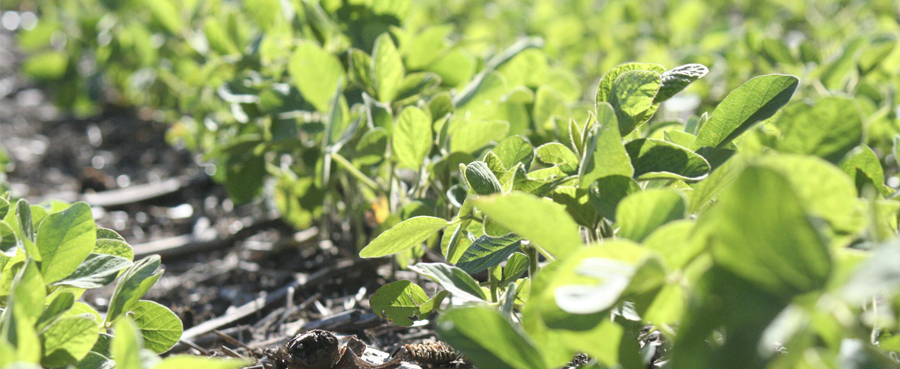 ADECO AGRO - Export Product #36124