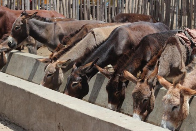Chinese Investors Open Slaughterhouse to Export Donkey Meat from Ethiopia