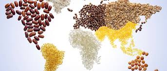 Rice Exports To Africa Reach New Heights