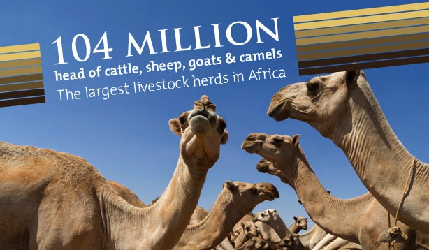 Ethiopia to export livestock to Egypt