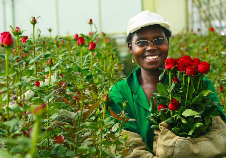 Kenya’s Blooming Flower Industry