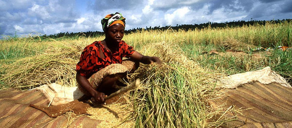 Africa agri business